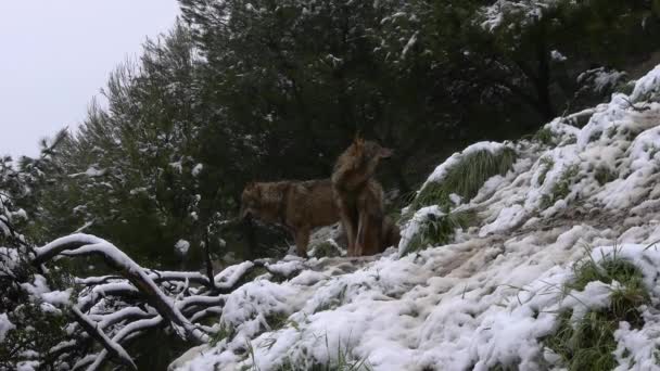 Lobos ibéricos — Vídeos de Stock