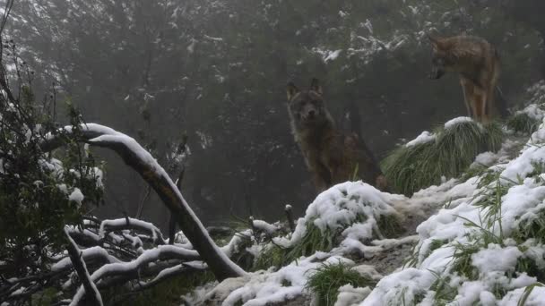 イベリアのオオカミ — ストック動画