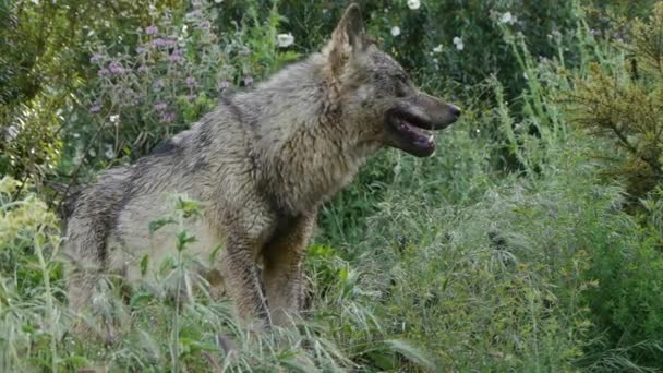 Lobos ibéricos — Vídeo de Stock