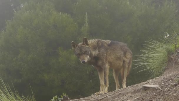 Lobos ibéricos — Vídeo de Stock