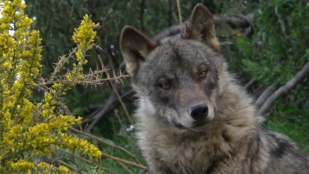 Iberian wolves — Stock Video