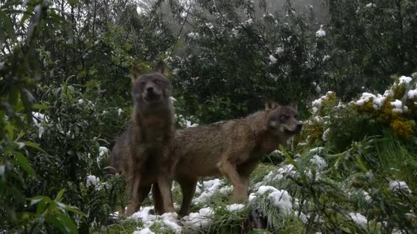 Lobos ibéricos — Vídeo de stock