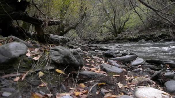 Autumn scenery — Stock Video