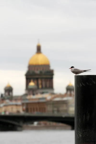 Mewa na tle katedry Świętego Izaaka w Sankt Petersburgu — Zdjęcie stockowe