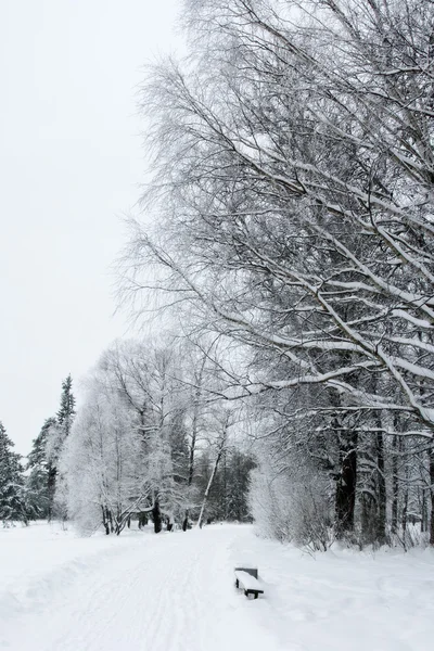 Winter in the park — Stock Photo, Image