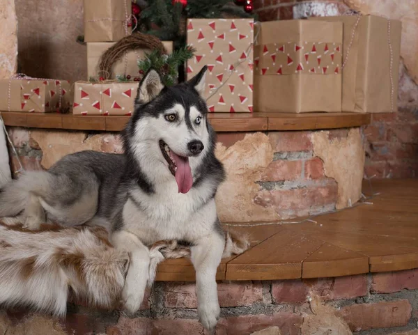 Dog Lies Presents Christmas Tree Siberian Husky Christmas Eve — Stock Photo, Image