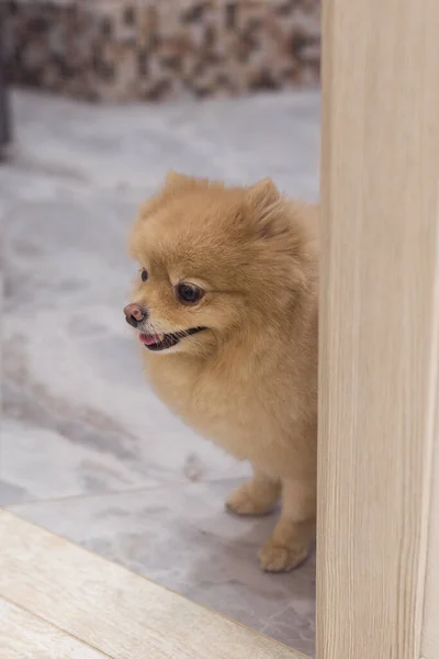 Pommerscher Hund Auf Dem Fußboden — Stockfoto