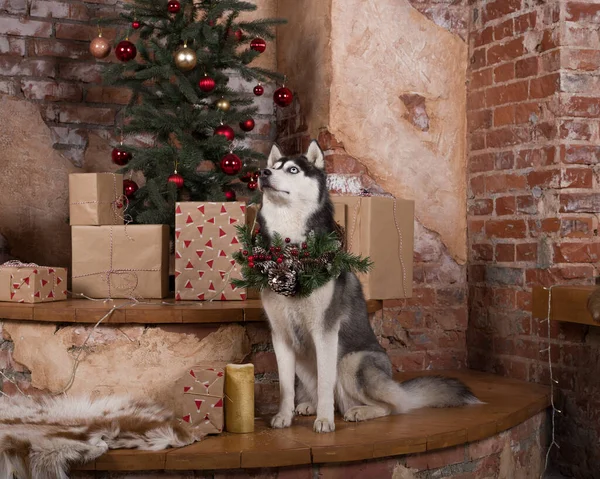 Husky Dog Christmas Interior Next Christmas New Year Tree — Stock Photo, Image