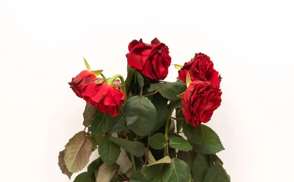 Ramo Rosas Rojas Marchitas —  Fotos de Stock