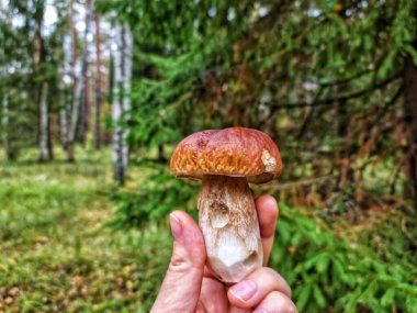 Ormanın arka planında Porcini mantarı tutan el.