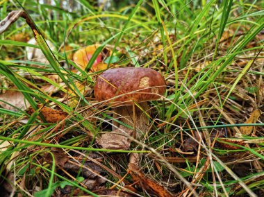 Porcini mantarları ormandaki çimlerin arasında yetişiyor.