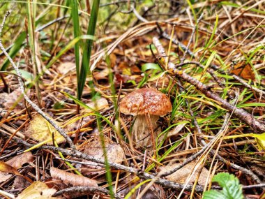 Porcini mantarı ormandaki çimlerde yetişiyor.