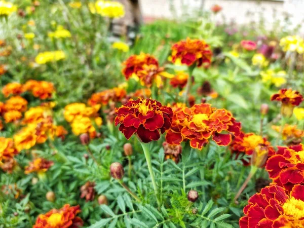 マリーゴールドの花はパチュラを閉じます 庭の赤い花ぼやけた焦点 ストック写真
