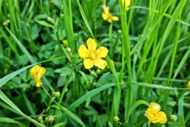 Sarı küçük çiçekli düğün çiçeği, Ranunculus.