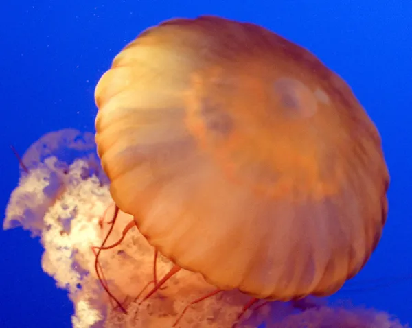 Medusas. — Foto de Stock