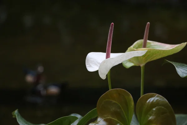 Flor — Foto de Stock