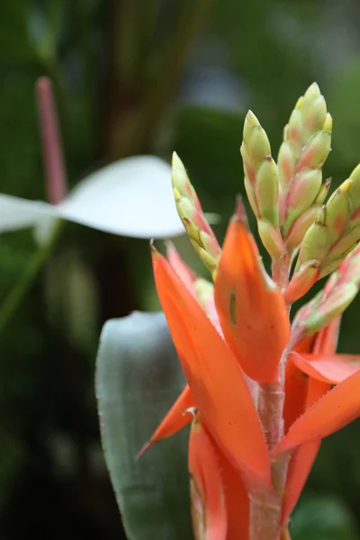 Flor — Foto de Stock