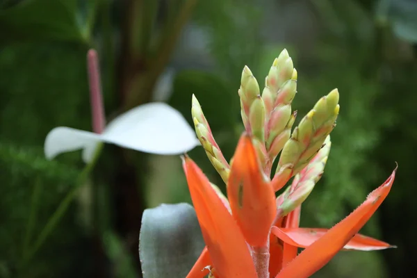 Flor — Foto de Stock