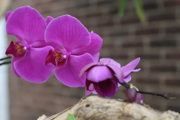 Flor — Foto de Stock