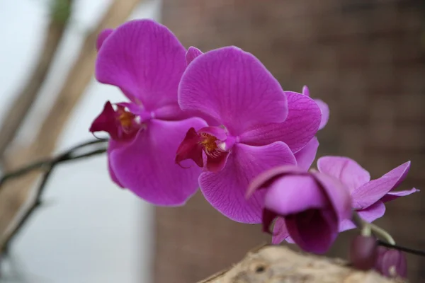 Flor — Foto de Stock