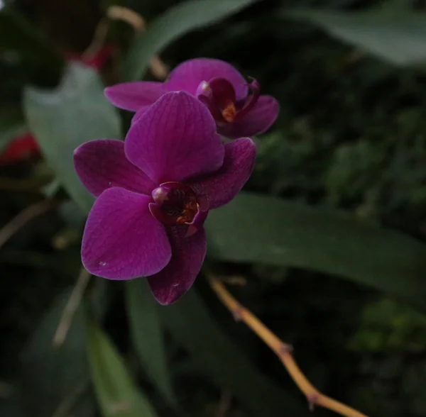 Orchideen — Stockfoto