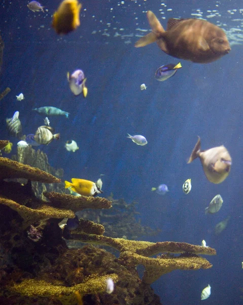 水族馆 — 图库照片