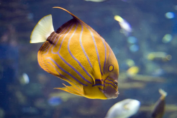 Aquarium — Stock Photo, Image