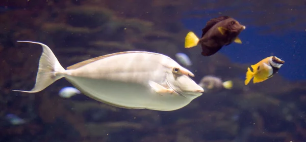 Aquarium — Stock Photo, Image