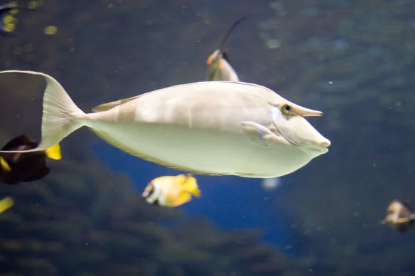 Aquarium — Stockfoto