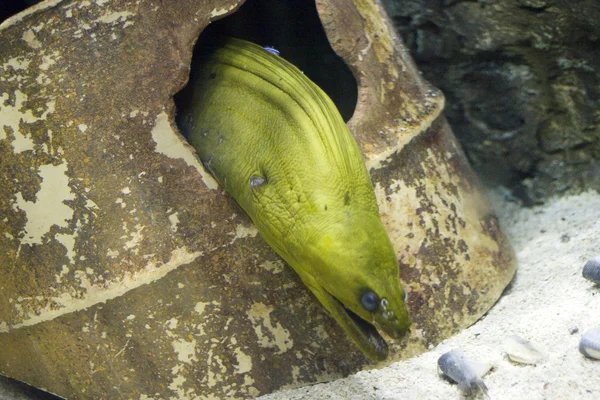 Aquarium — Photo