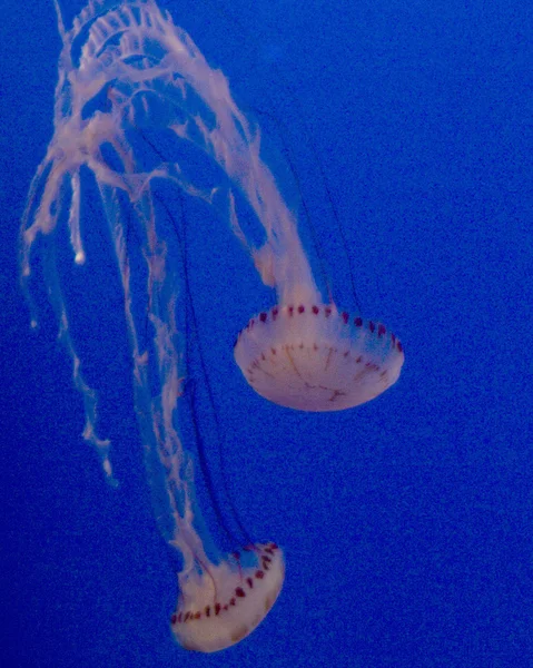 Aquarium — Photo