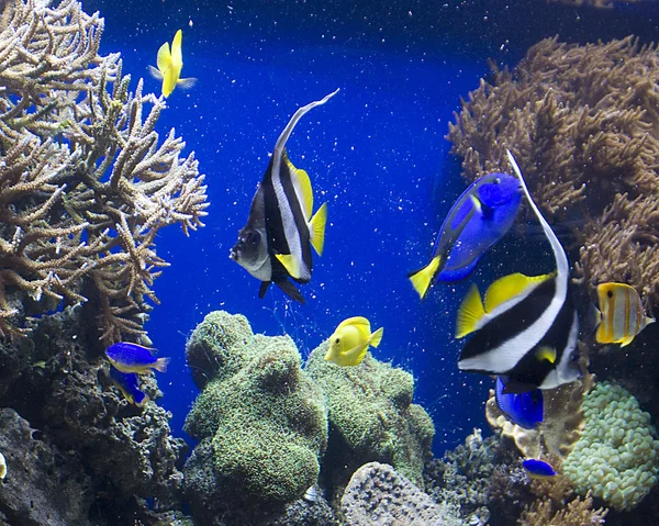 Aquarium — Stockfoto