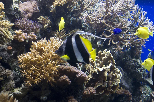 水族馆 — 图库照片