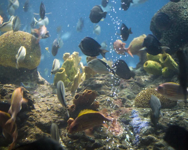 水族馆 — 图库照片