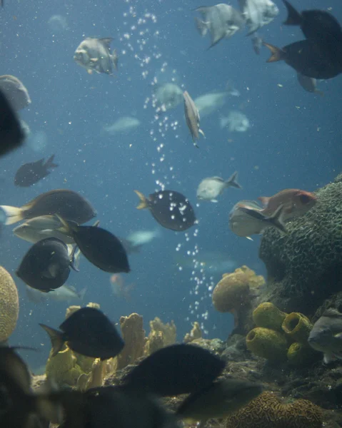 水族馆 — 图库照片