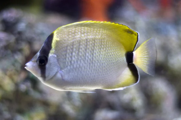 Aquarium — Stock Photo, Image