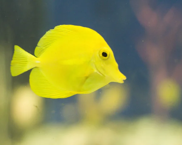 Aquarium — Stock Photo, Image