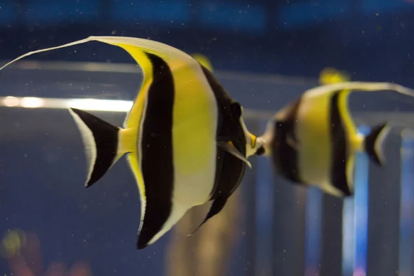 水族館 — ストック写真