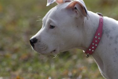 Köpek yavrusu
