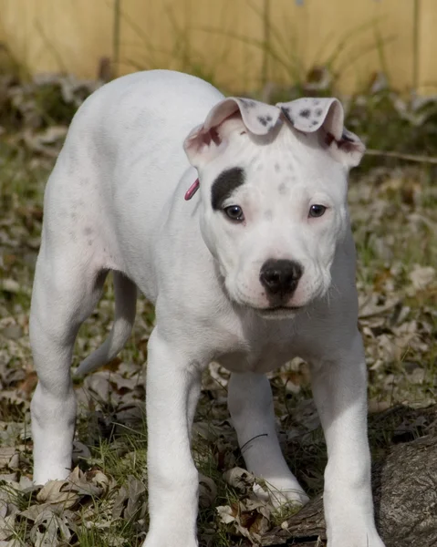 Puppy — Stock Photo, Image