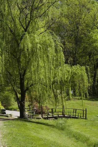 Willow tree — Stockfoto