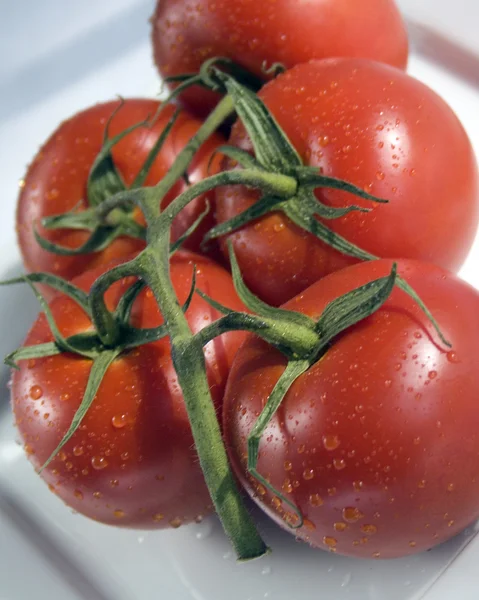 Tomate — Fotografia de Stock