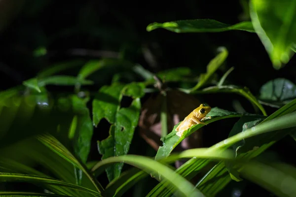 Yeşil Yapraklarda Saklanan Sarı Zehirli Ağaç Kurbağası — Stok fotoğraf