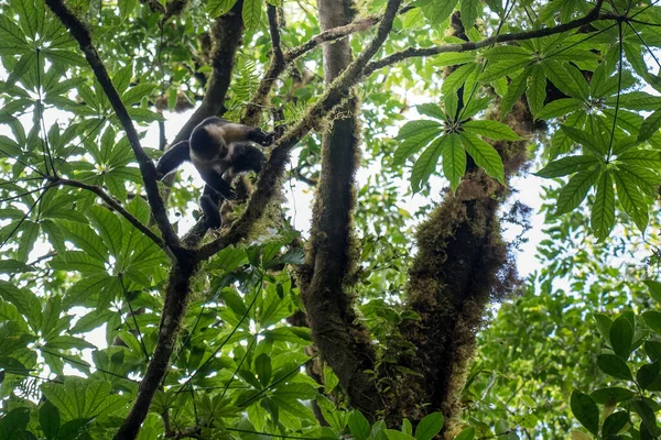 Mono Aullador Moviéndose Entre Ramas Árboles Con Cada Extremidad Aferrándose — Foto de Stock