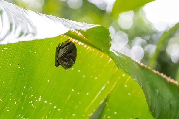 Verborgen Vleermuis Hangend Onder Een Bananenblad Toevlucht Tegen Regen — Stockfoto