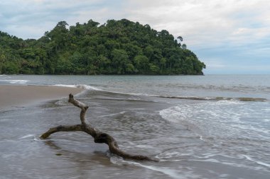 Tropikal sahilde tahta kütük.