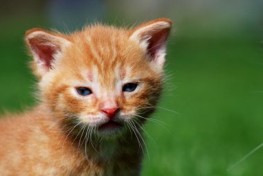 Yavru kedi