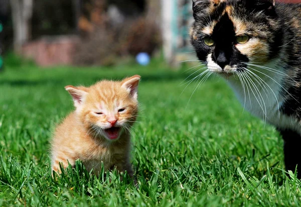 Gatito — Foto de Stock