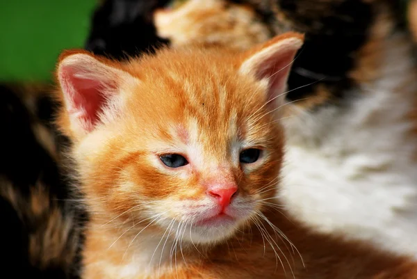 Gatito — Foto de Stock