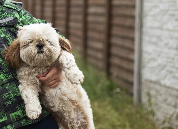 Çocuğun kollarında sevimli bir köpek yavrusu